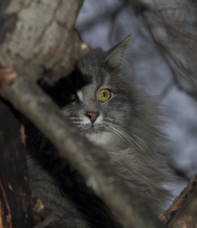 Коты и Кошки