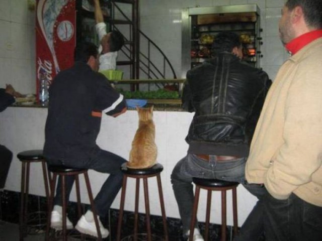 Коты и Кошки