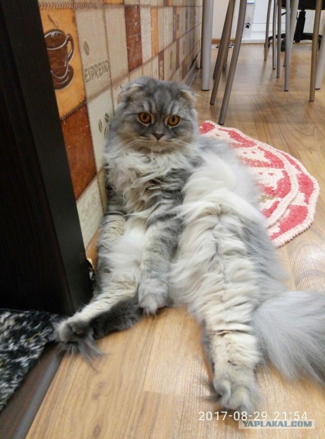 Котовторник