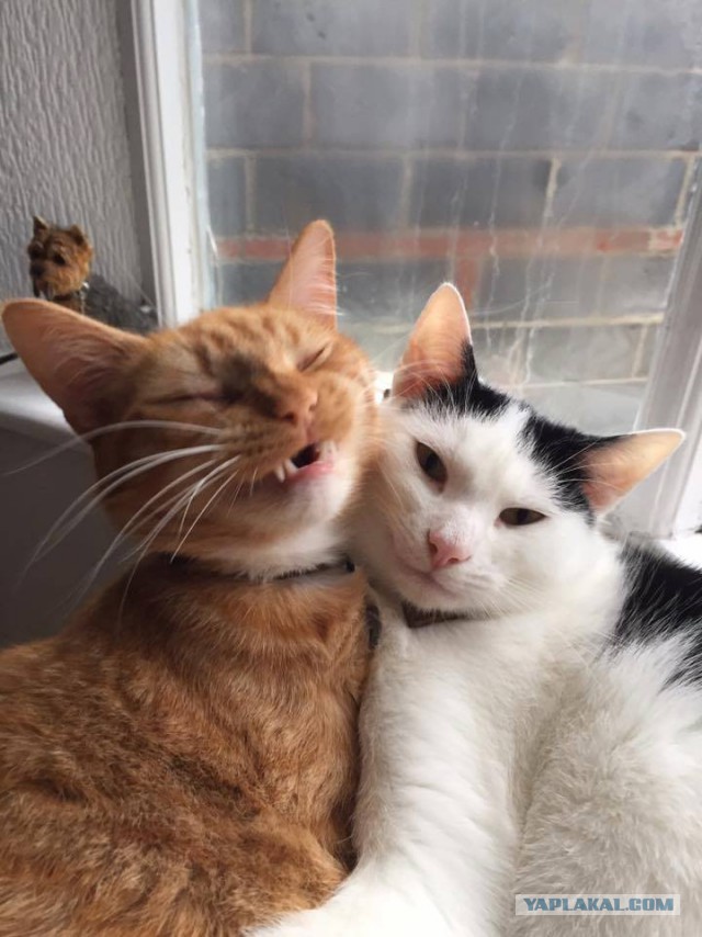 Котовторник 28.11.2017