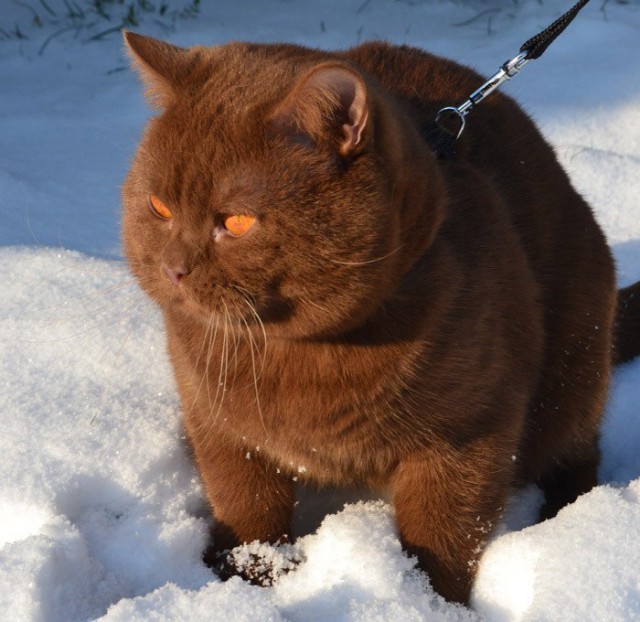 Коты и Кошки