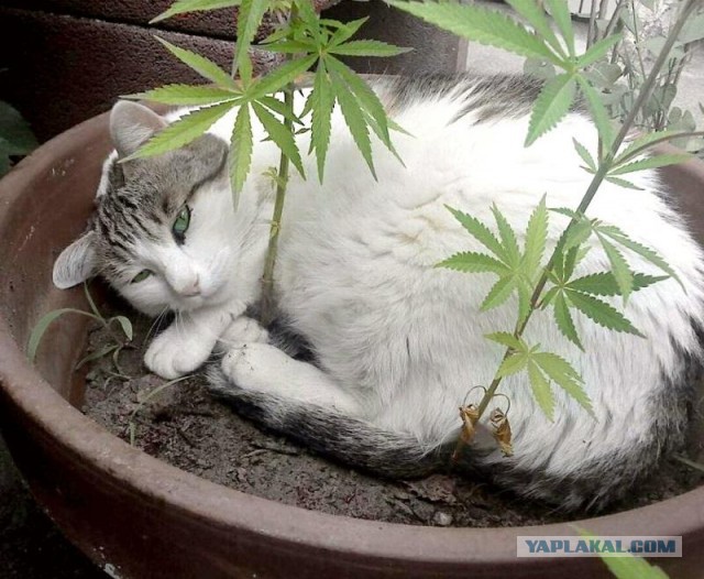 Котовторник ждали? А вот и он!