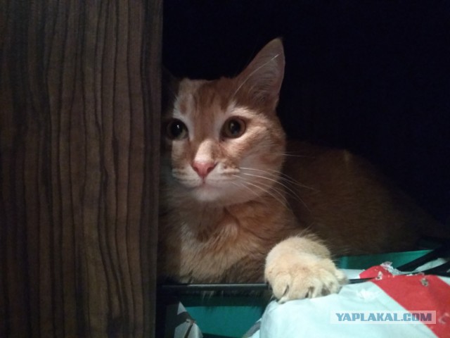 Котовторник 24.04.2018