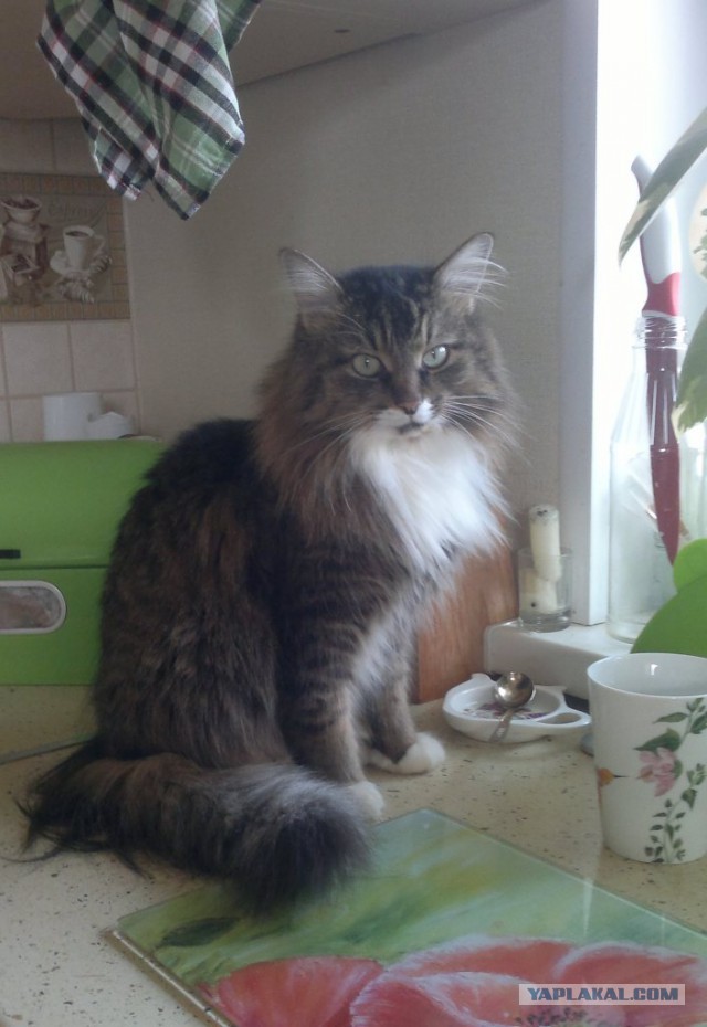 Котовторник