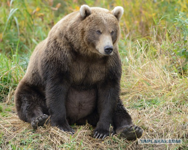 Что происходит с организмом медведя во время спячки?