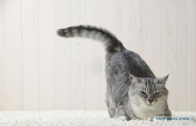 Котовторник в Египте