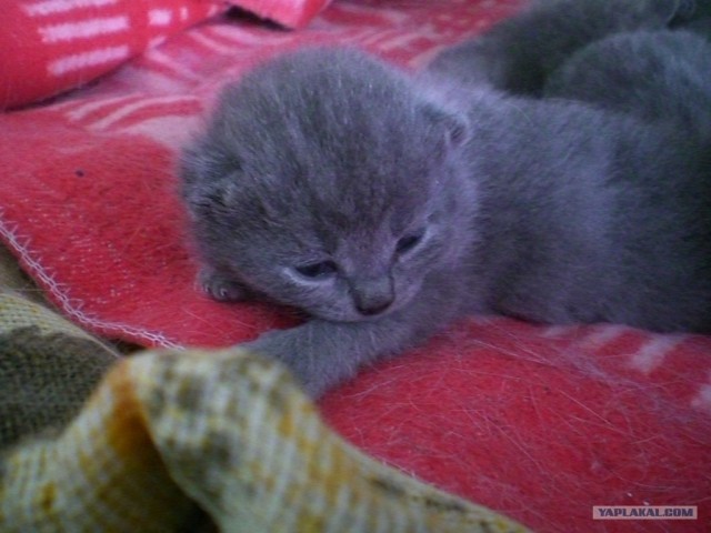 Котовторник 25.01.2011