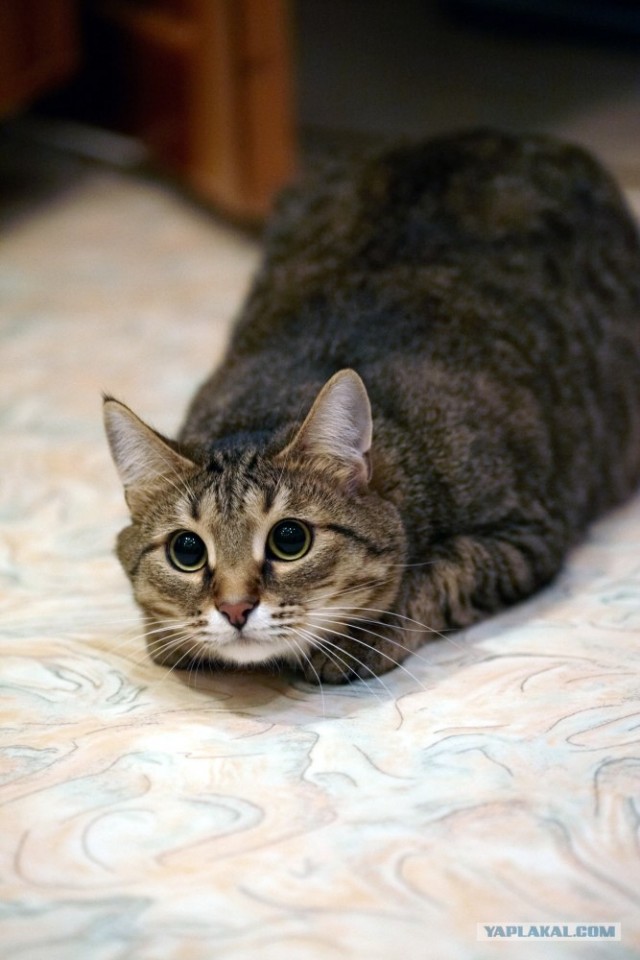 Котейкин вторник! Космический 12.04!