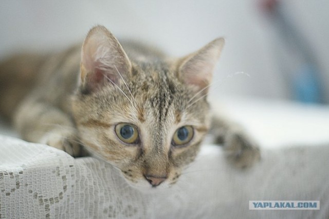 Котовторник с Максом