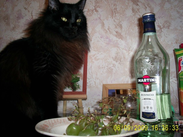 Котовторник (10.01.2012)