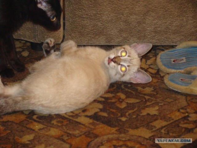 Котовторник (24. 01. 2012 )