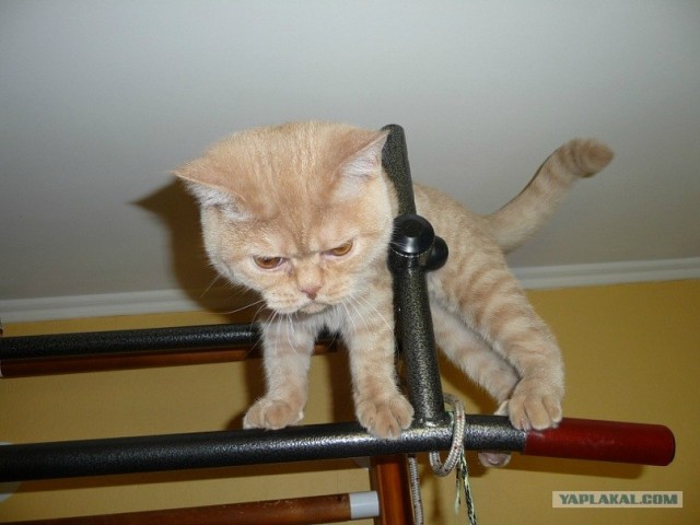 Котовторник (14.02.2012)