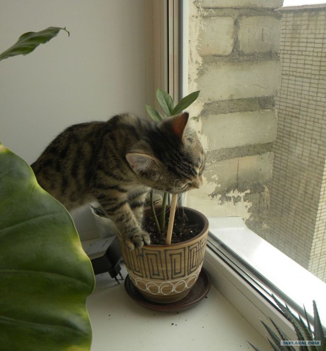 Котовторник! 13.03.2012