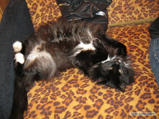 Котовторник 22.05.2012