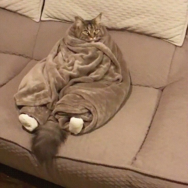 Прикольных котов пост