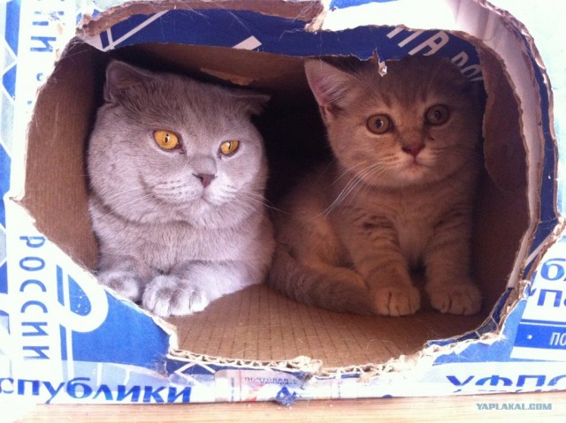 Котовторник 07.08.2012