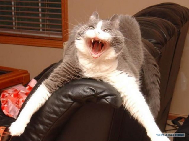 Котовторник  21.08.12