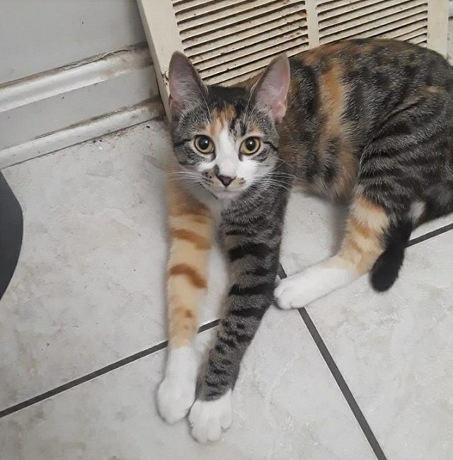 Прикольных котов пост