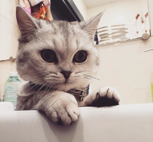 Забавные фото котеек
