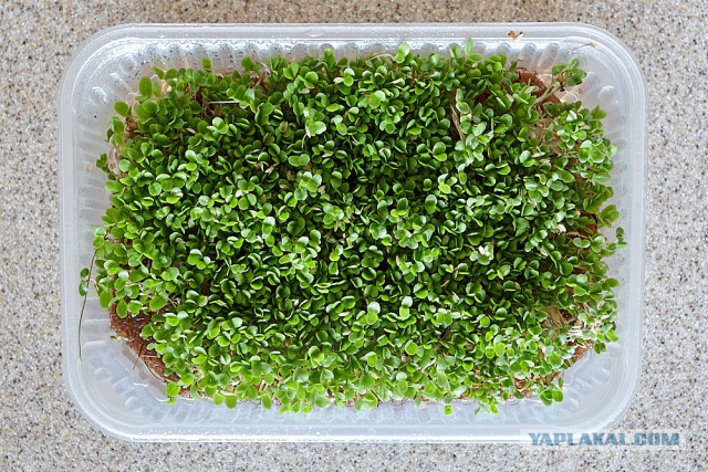 Кулинарная общалка