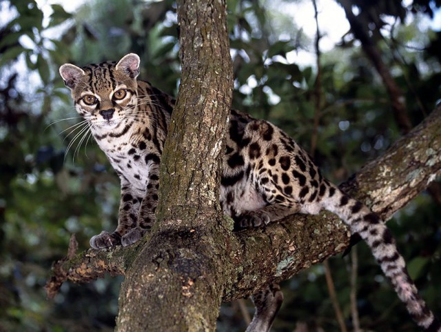 Дикий котовторник 20.08.19