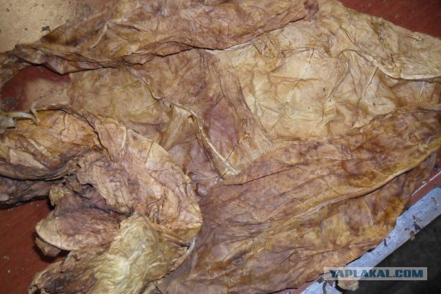 Откуда табак берется