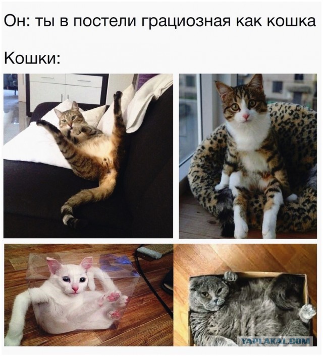 Чуток картинок 15.02.20