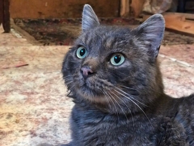 Котовторнику посвящается!