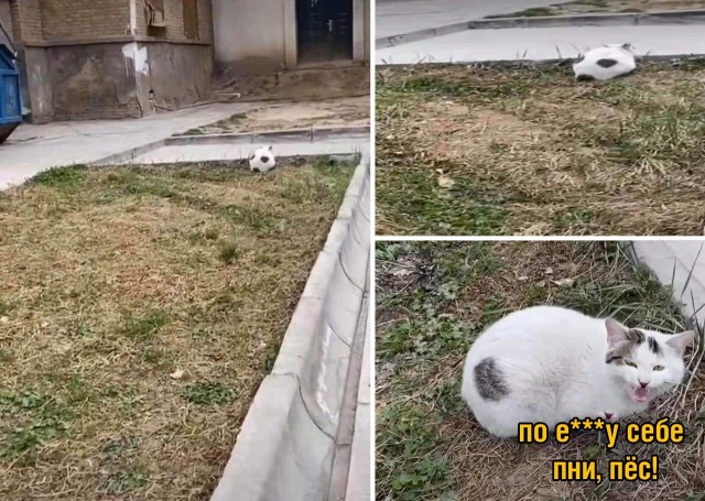 Пир для глаз во время чумы