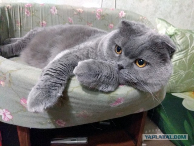 Ну, с котовторником!