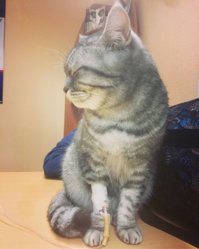 Коты в кабинете у ветеринара