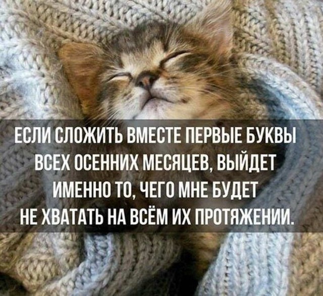 Картинки с надписями, фразы и анекдоты