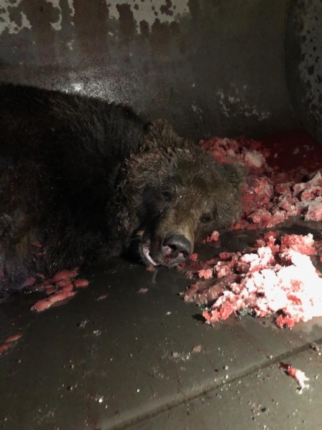 На Аляске пассажирский самолет сбил медведя при посадке