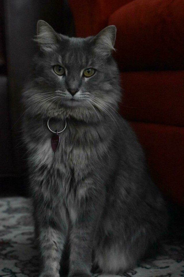 К - Котогеничность