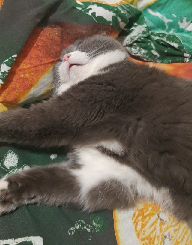 Котовторник. Добавляйте своих