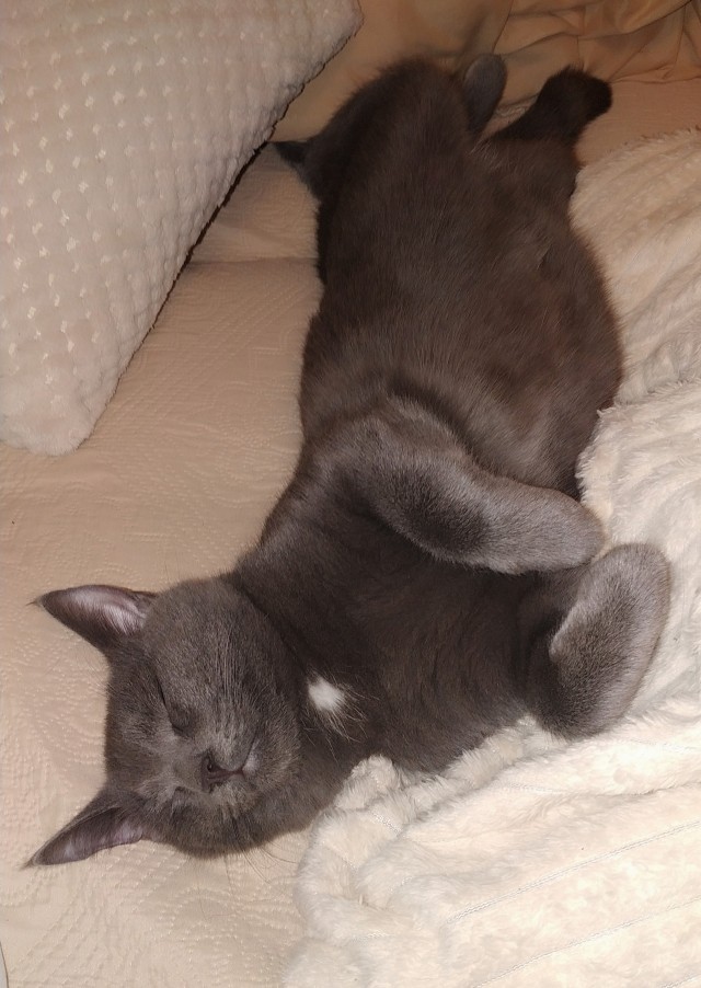 Котовторнику быть!