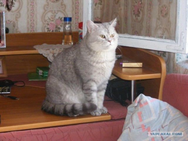 Маленькая девочка не дала в обиду своего кота