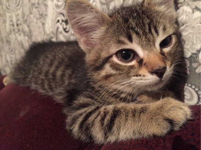 Котовторник же!