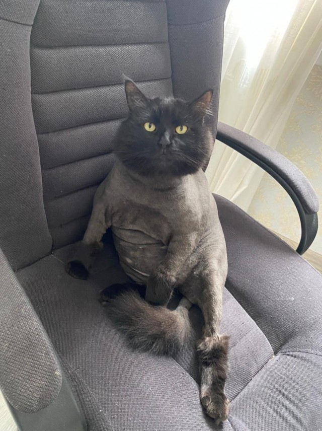 Хоба! Котовторник!