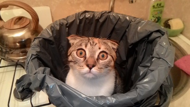 Последний котовторник лета