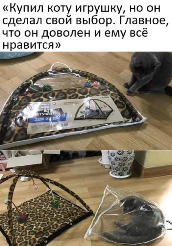 "Купил коту игрушку" и другие картинки