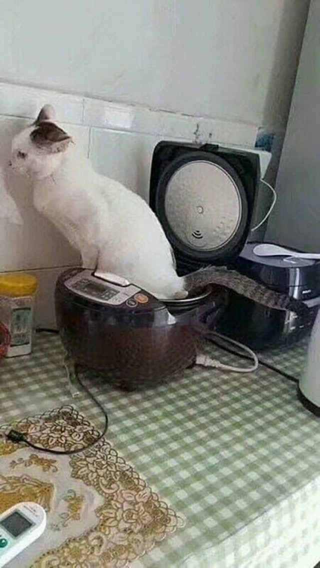 Коты, которые чихать хотели на ваше личное пространство