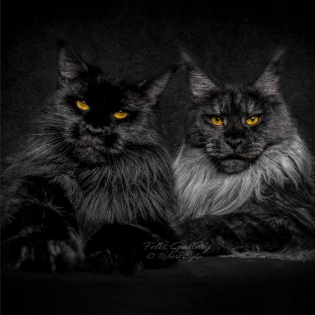 Кот Мейн-кун: царь домашних кошек!