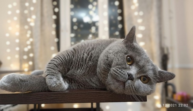 Что-то котовторник никто не начинает...