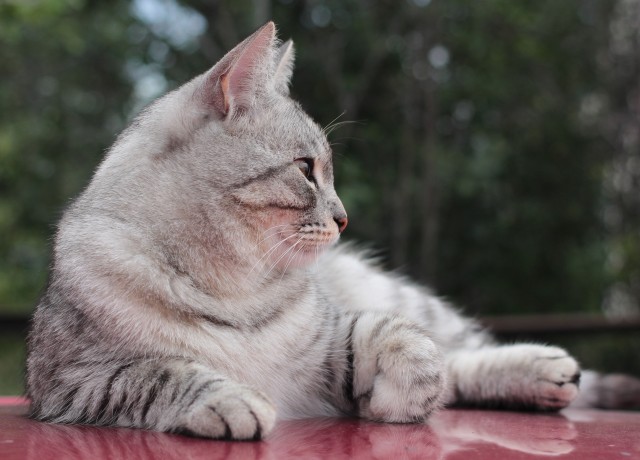 Кот, член семьи или кот тролль?