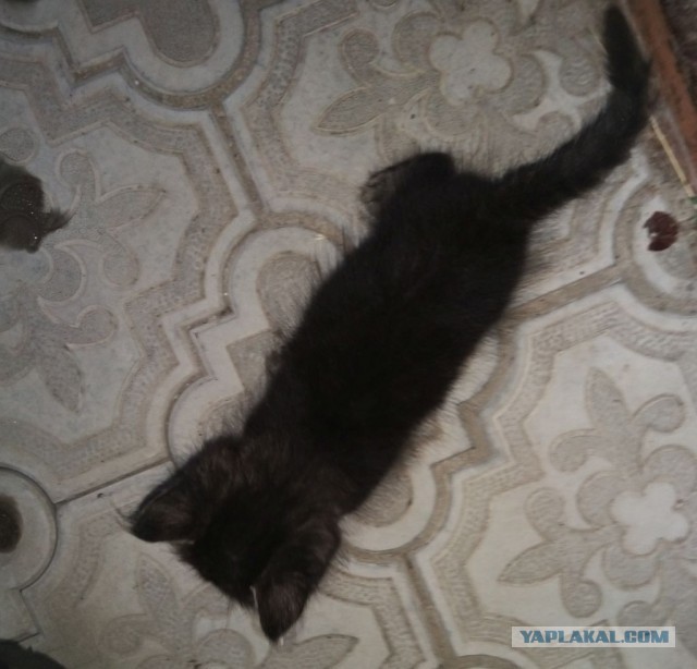 Дадим позитива в котовторник. История карманного тигра.