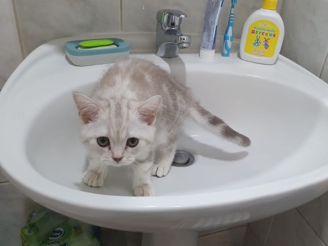 Котовторник вроде.