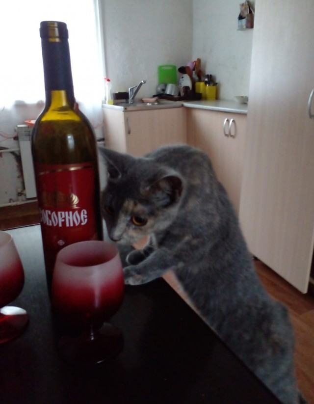 Котоманы, как не разориться на кормежке котов?