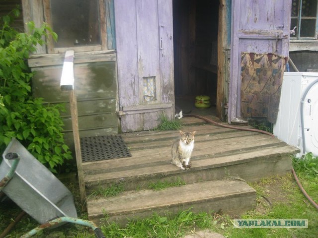 Жизнь домашнего приюта для котеек 397