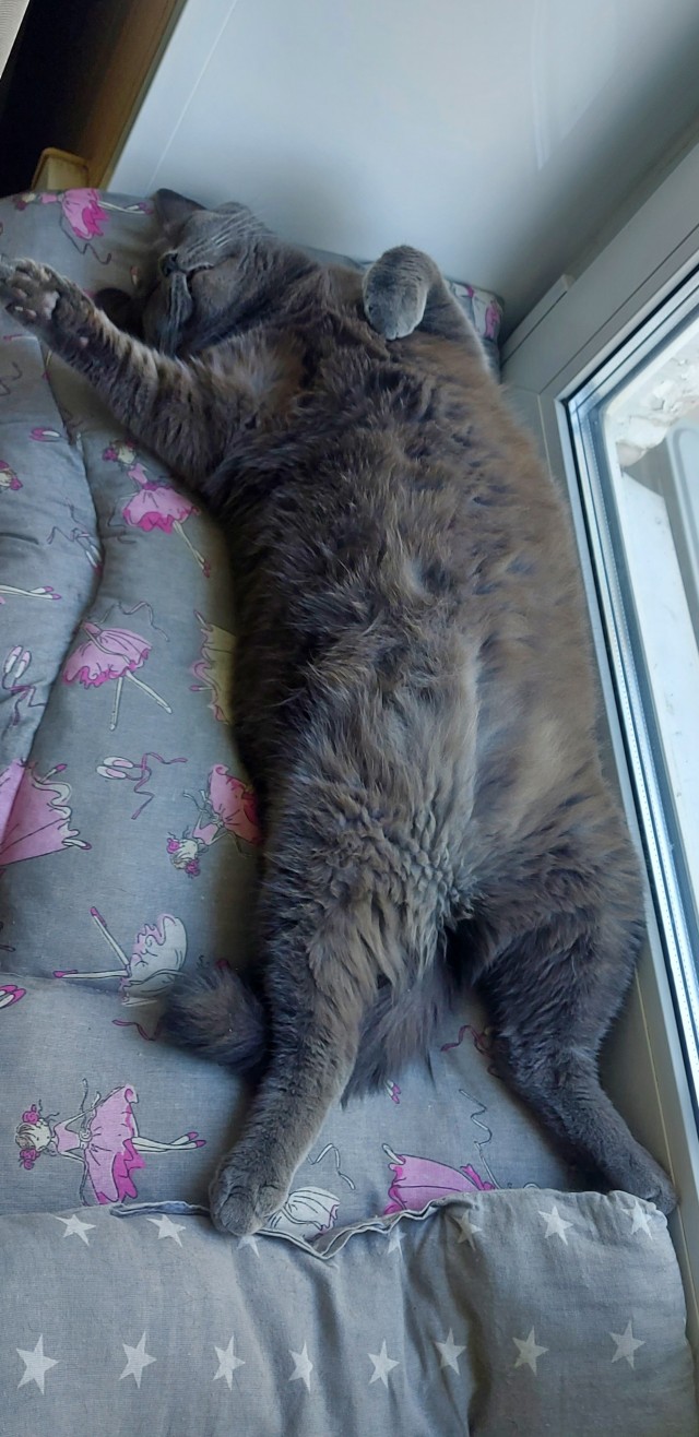 А как спит ваш кошачий?